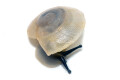 Caracolus sagemon Cuba albino shell juvenil